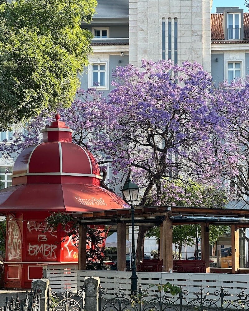 Jacaranda in Cais do Sodré