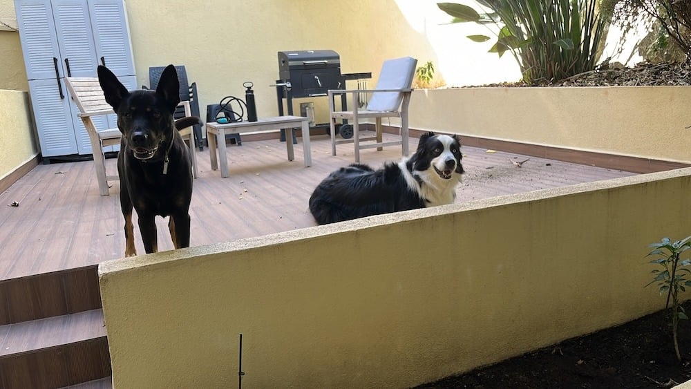 Cody Chilling with the Neighbor