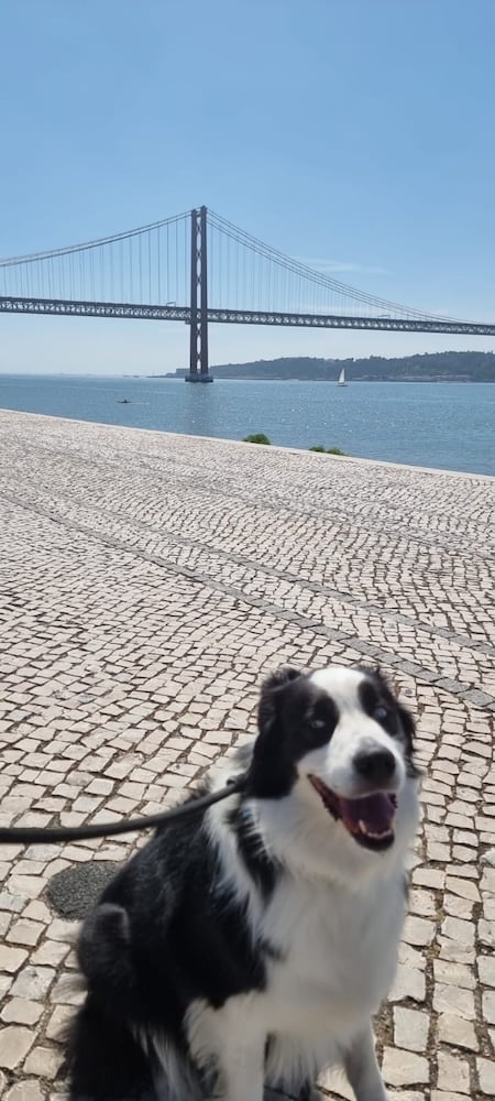 Meanwhile, Back in Lisboa...