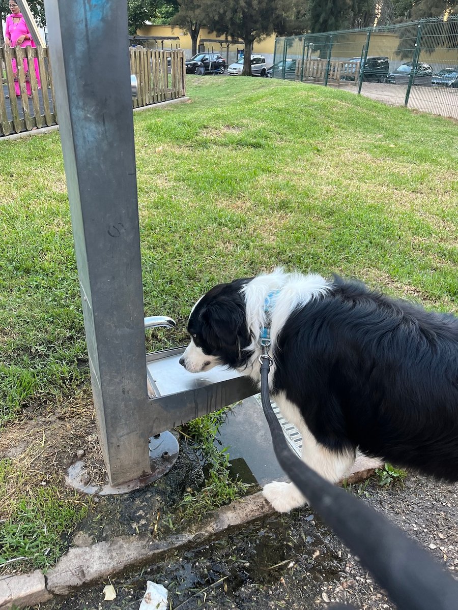 Thirsty Cody at the Dog Park