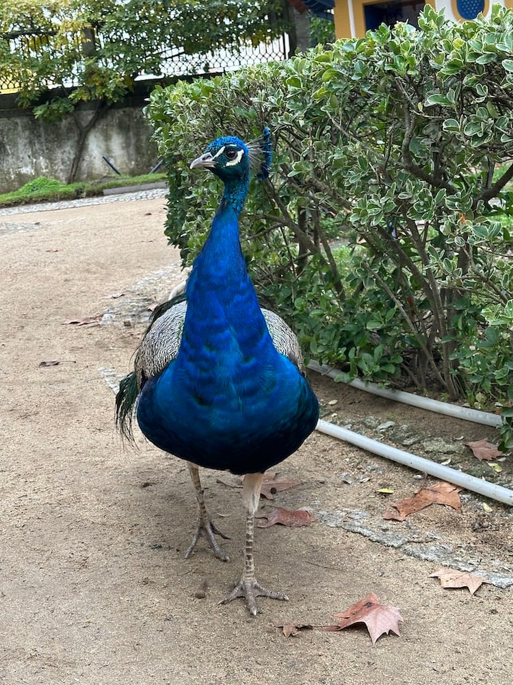 Our Friend the Peacock
