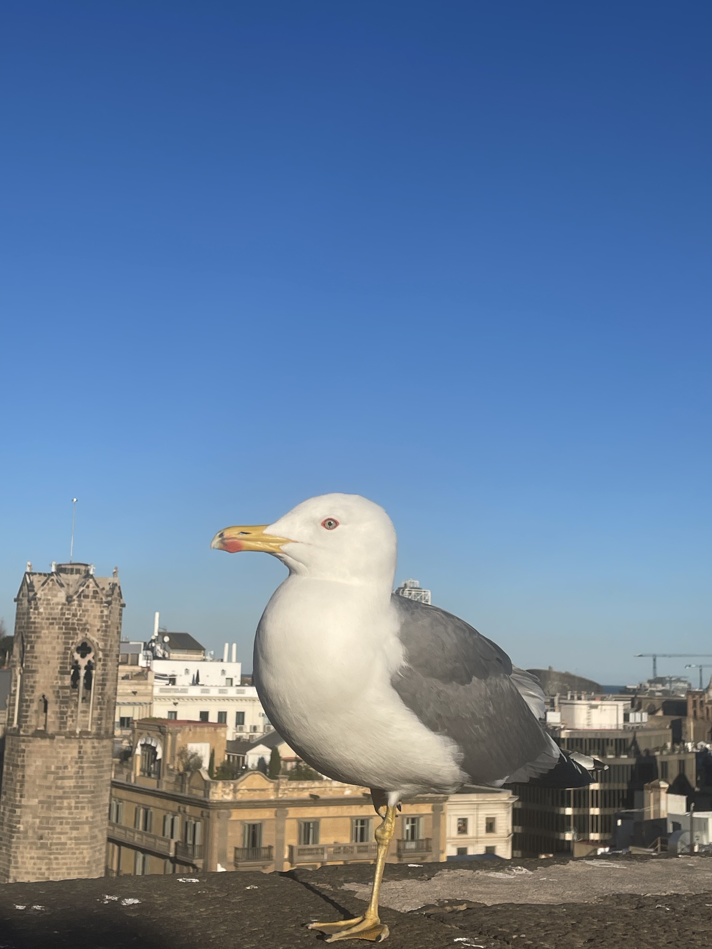 Sea Gull Posing