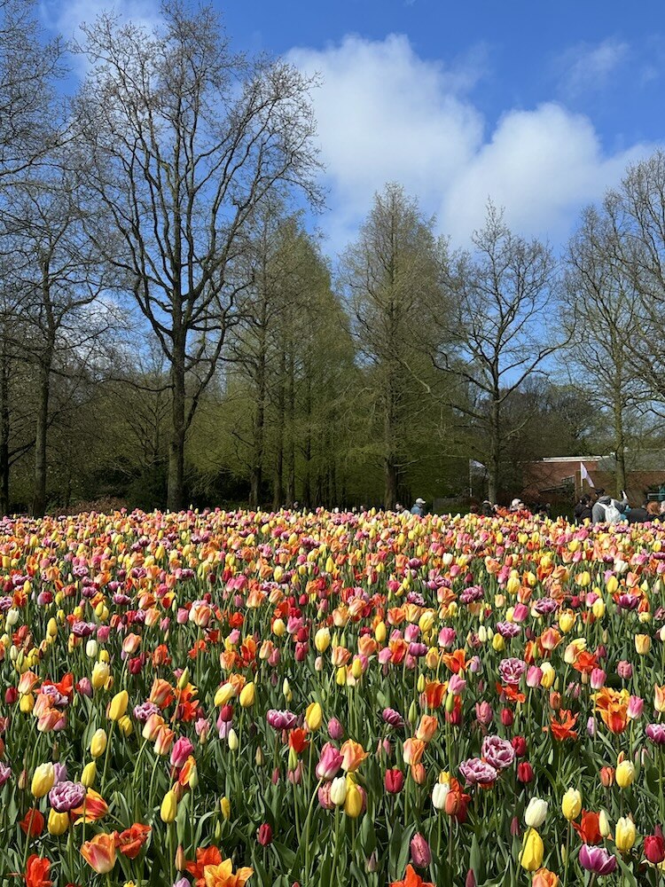 Endless Tulips