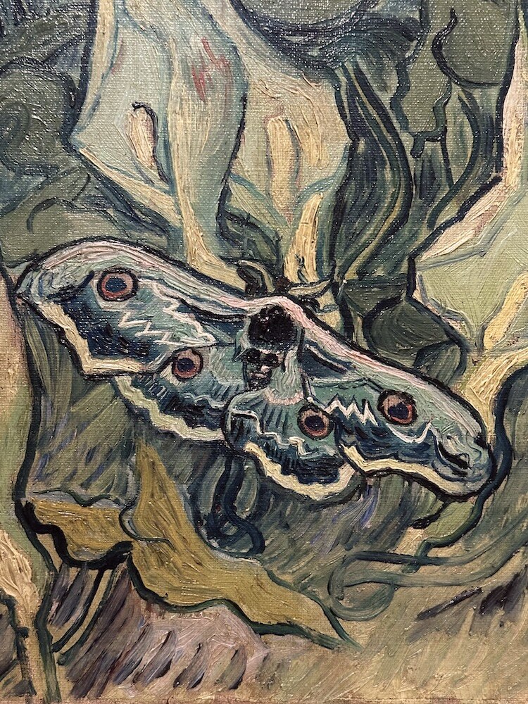 Van Gogh's Moth
