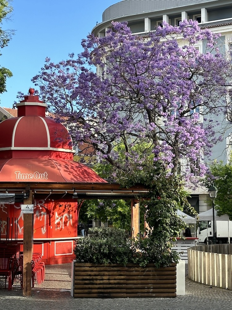 Jacaradas and a Quiosque