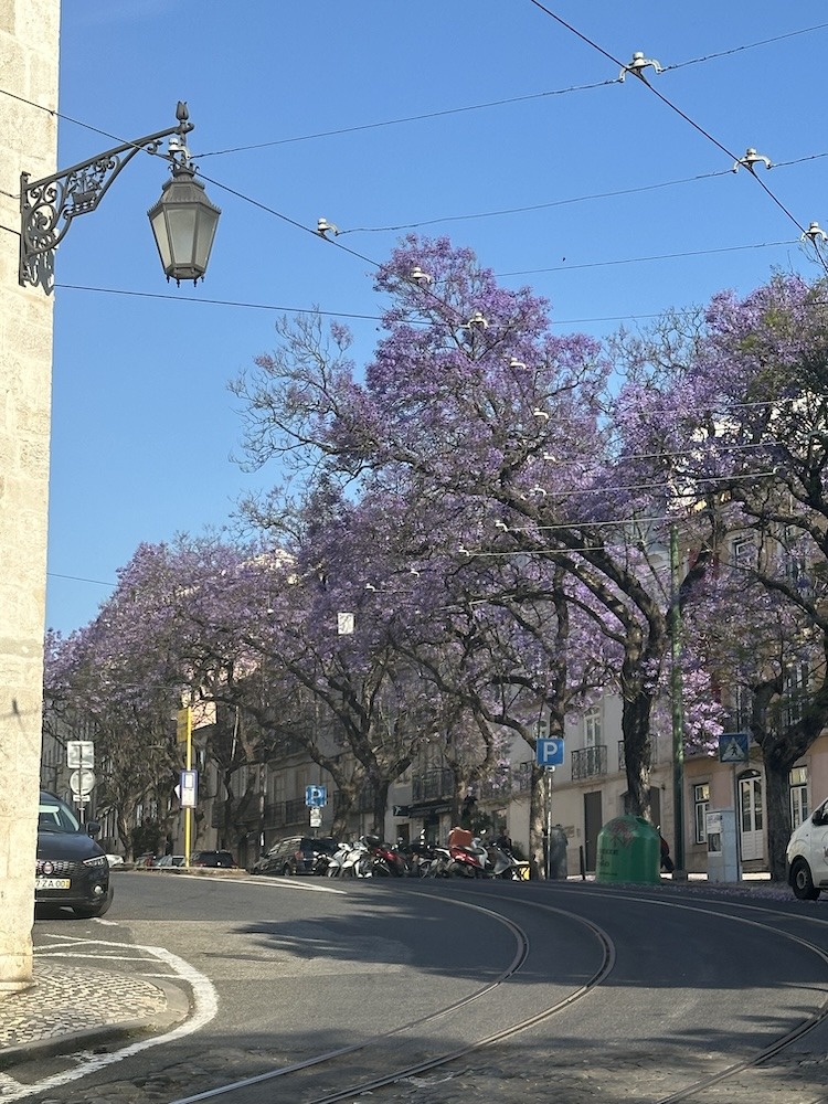 A Morning Stroll for Jacarandas