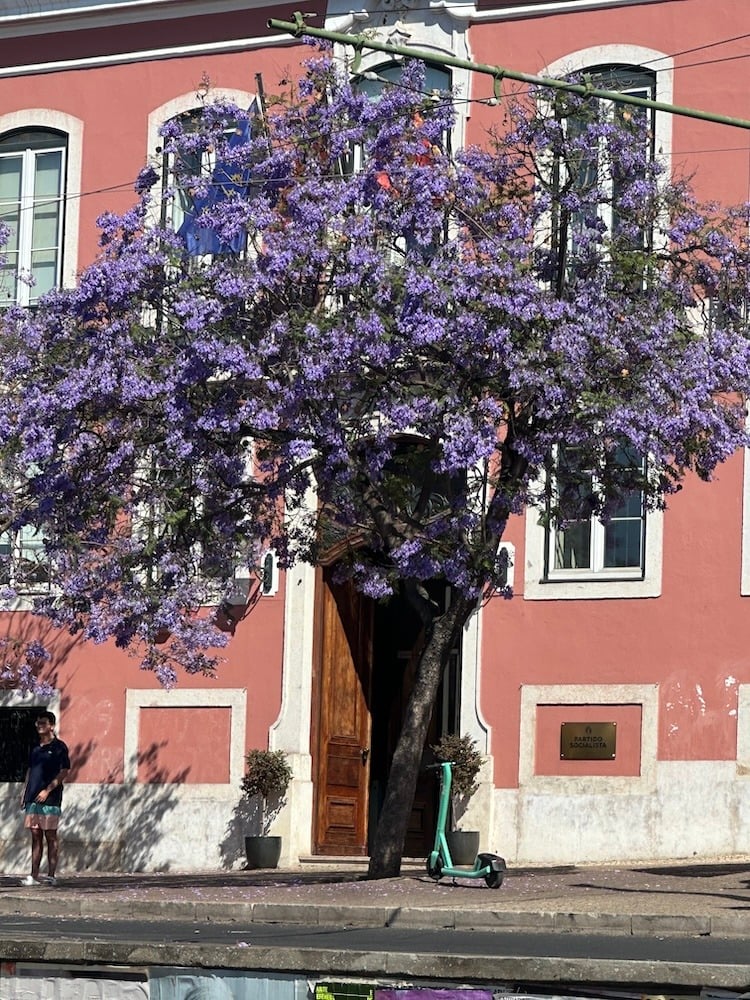 Jacaranda in Rato