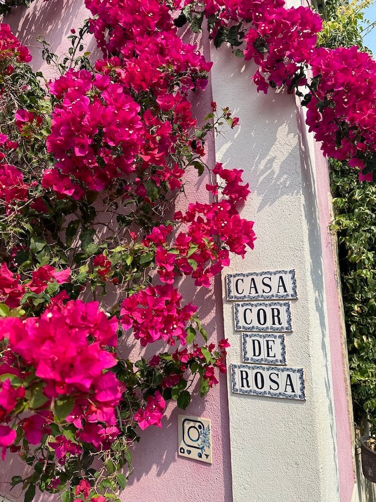 Bougainvillea