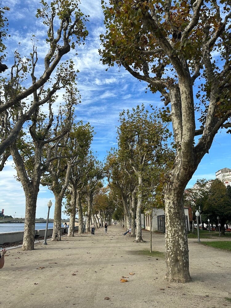 A Beautiful Walk Back Along the River