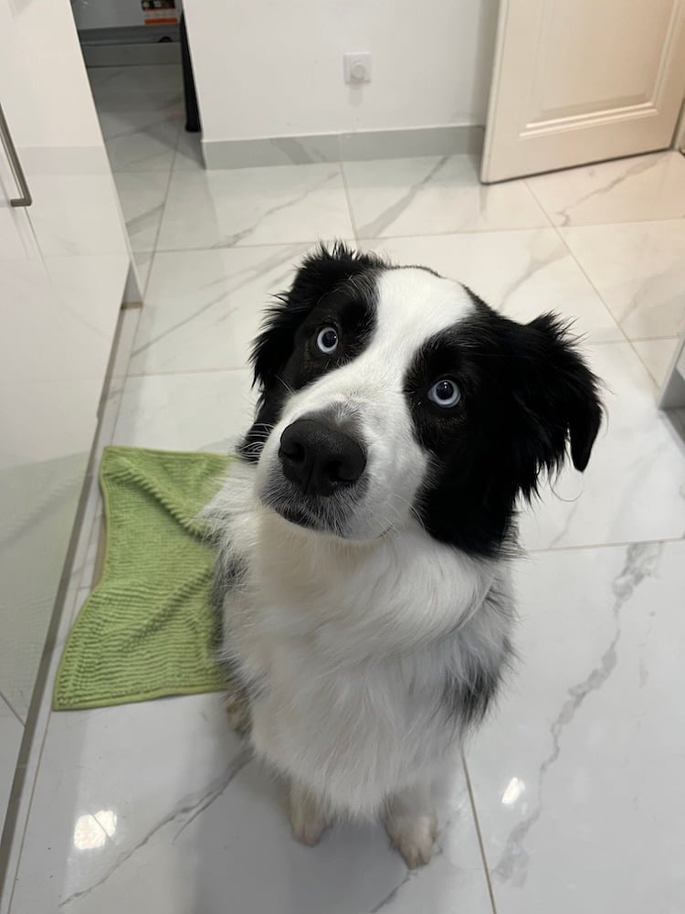 Cody Waiting for His B-Day Treat