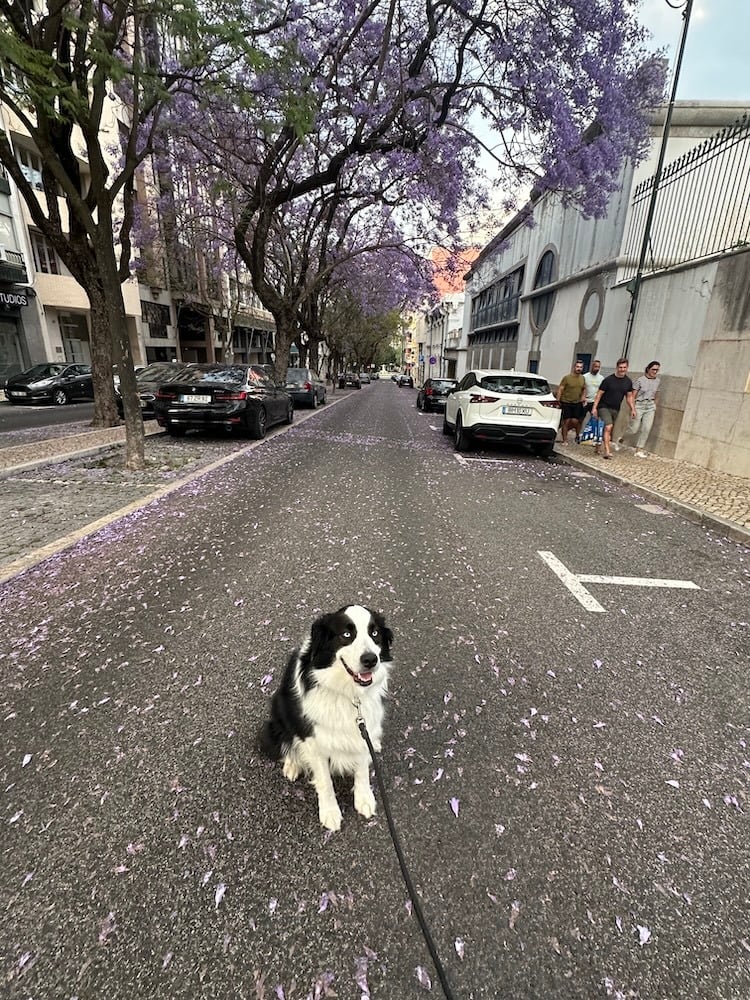 Posing with the Jacarandas