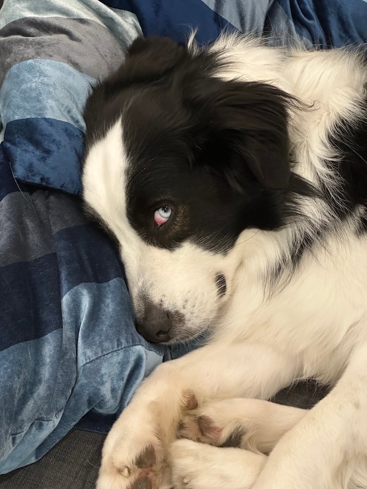 Happy Boy
